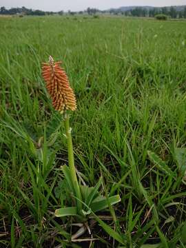 Image of Kniphofia ensifolia subsp. ensifolia