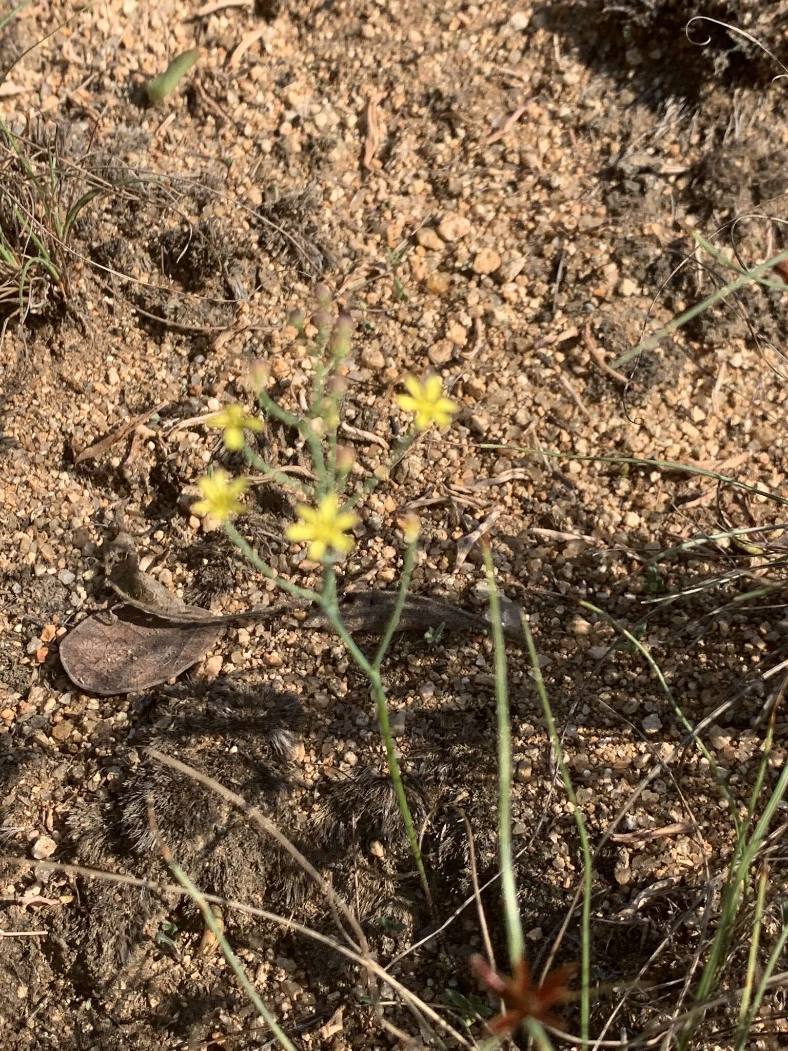 Image of Eriospermum abyssinicum Baker