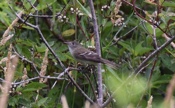 Image of Alder Flycatcher