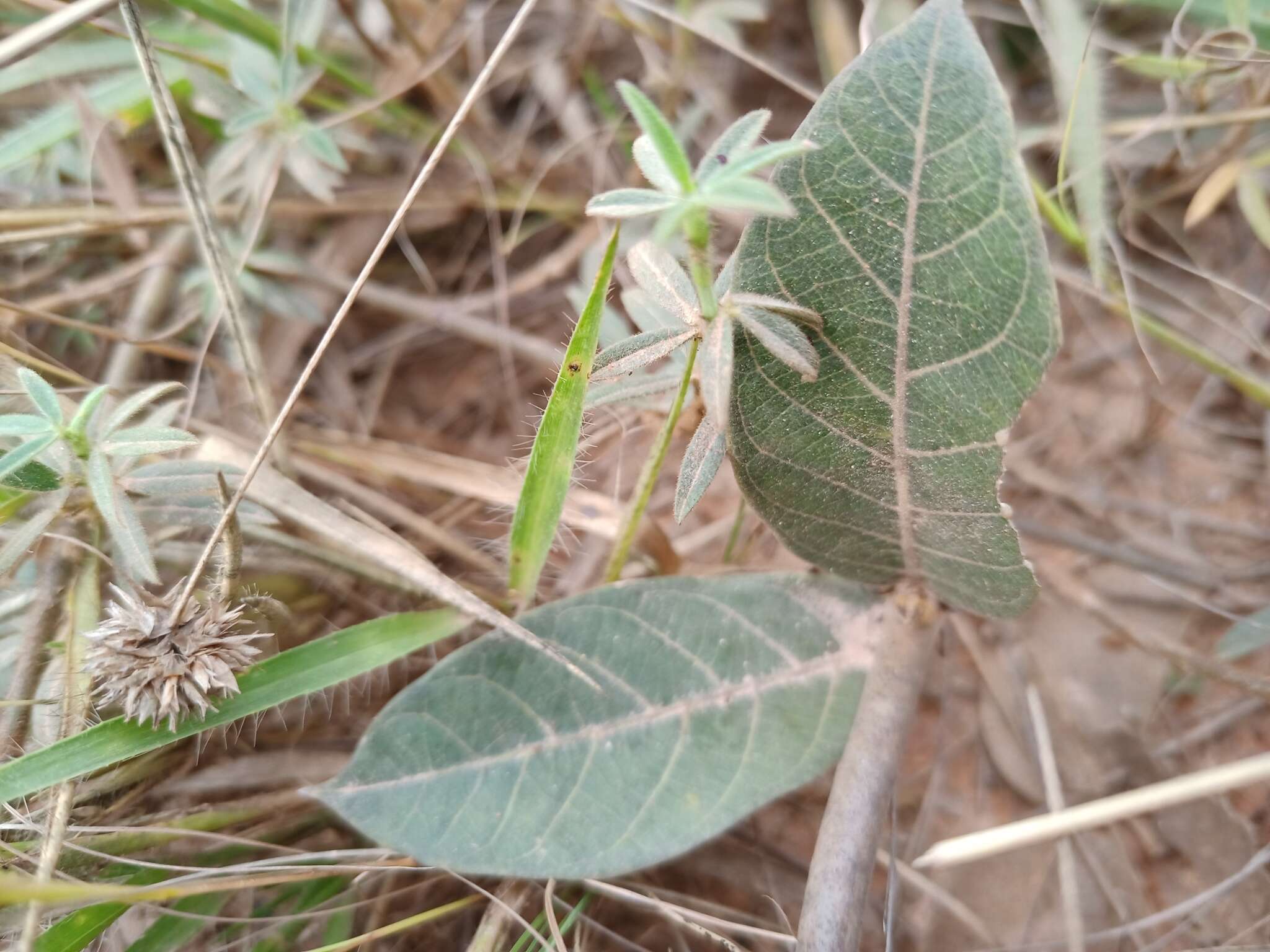 Imagem de Odontadenia lutea (Vell. Conc.) Markgr.