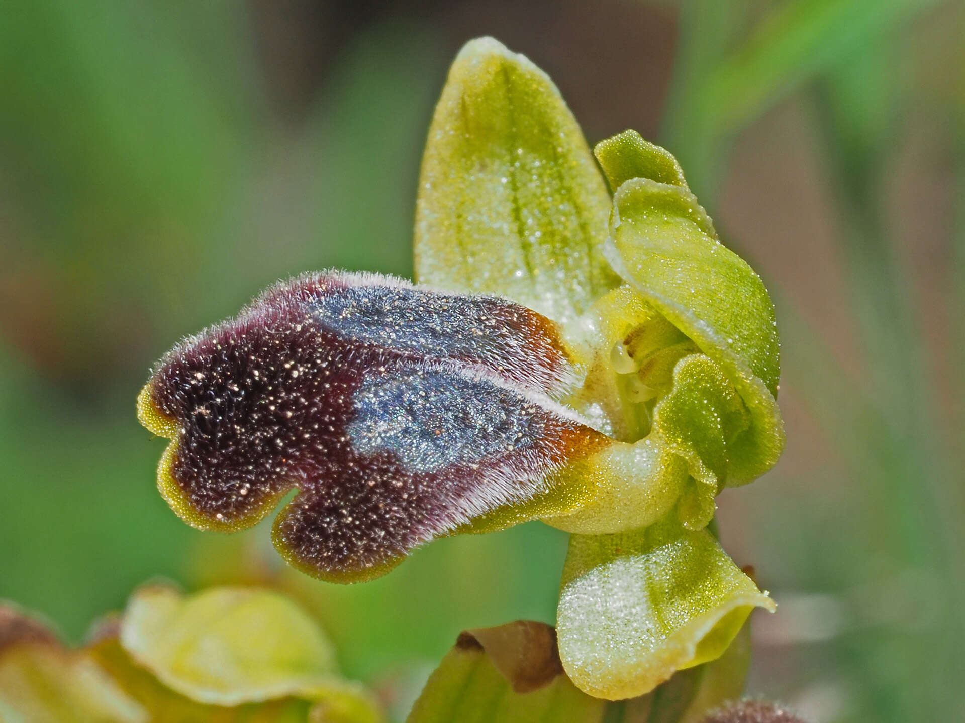 Image of Ophrys fusca subsp. cinereophila (Paulus & Gack) Faurh.