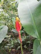 Image of Heliconia episcopalis Vell.