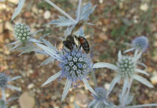 Plancia ëd Andrena rosae Panzer 1801