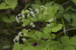 Слика од Thalictrum baicalense Turcz. ex Ledeb.