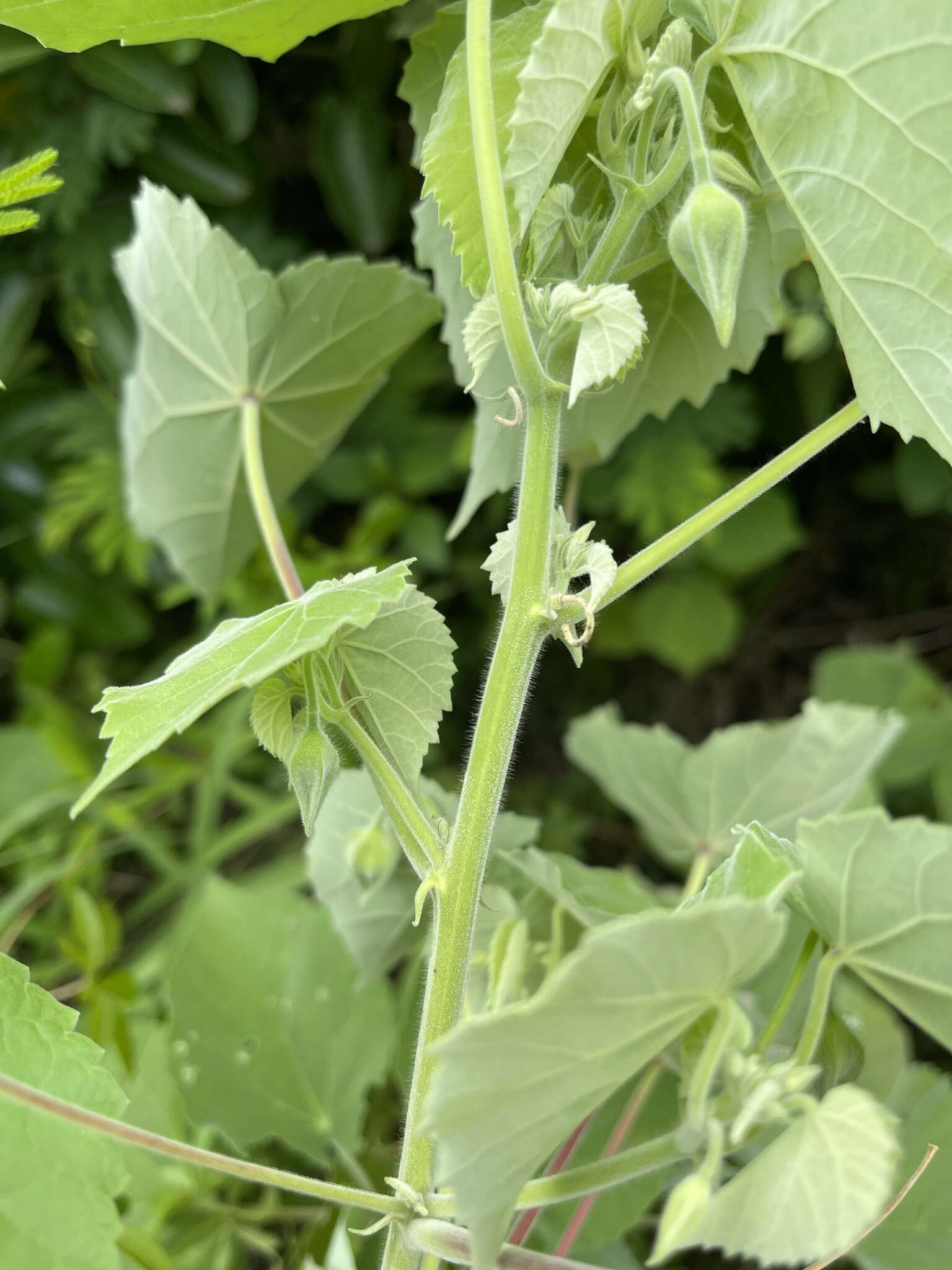 Image of Abutilon grandiflorum G. Don