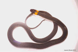 Image of Ringneck Coffee Snake