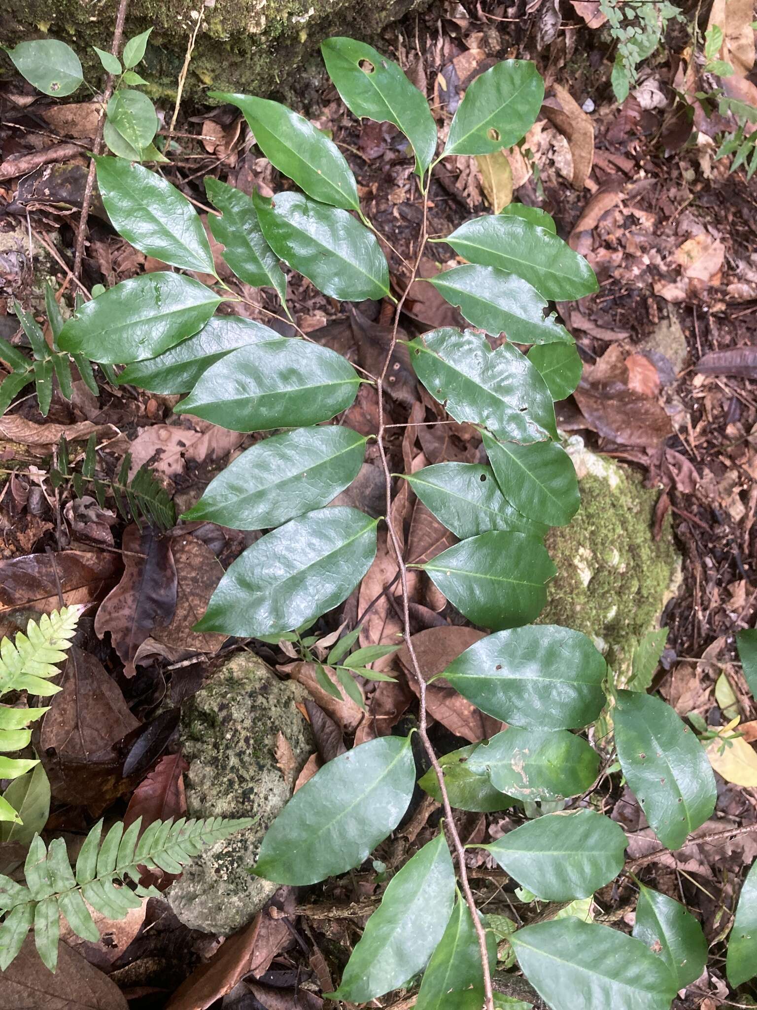 Imagem de Prunus myrtifolia (L.) Urban