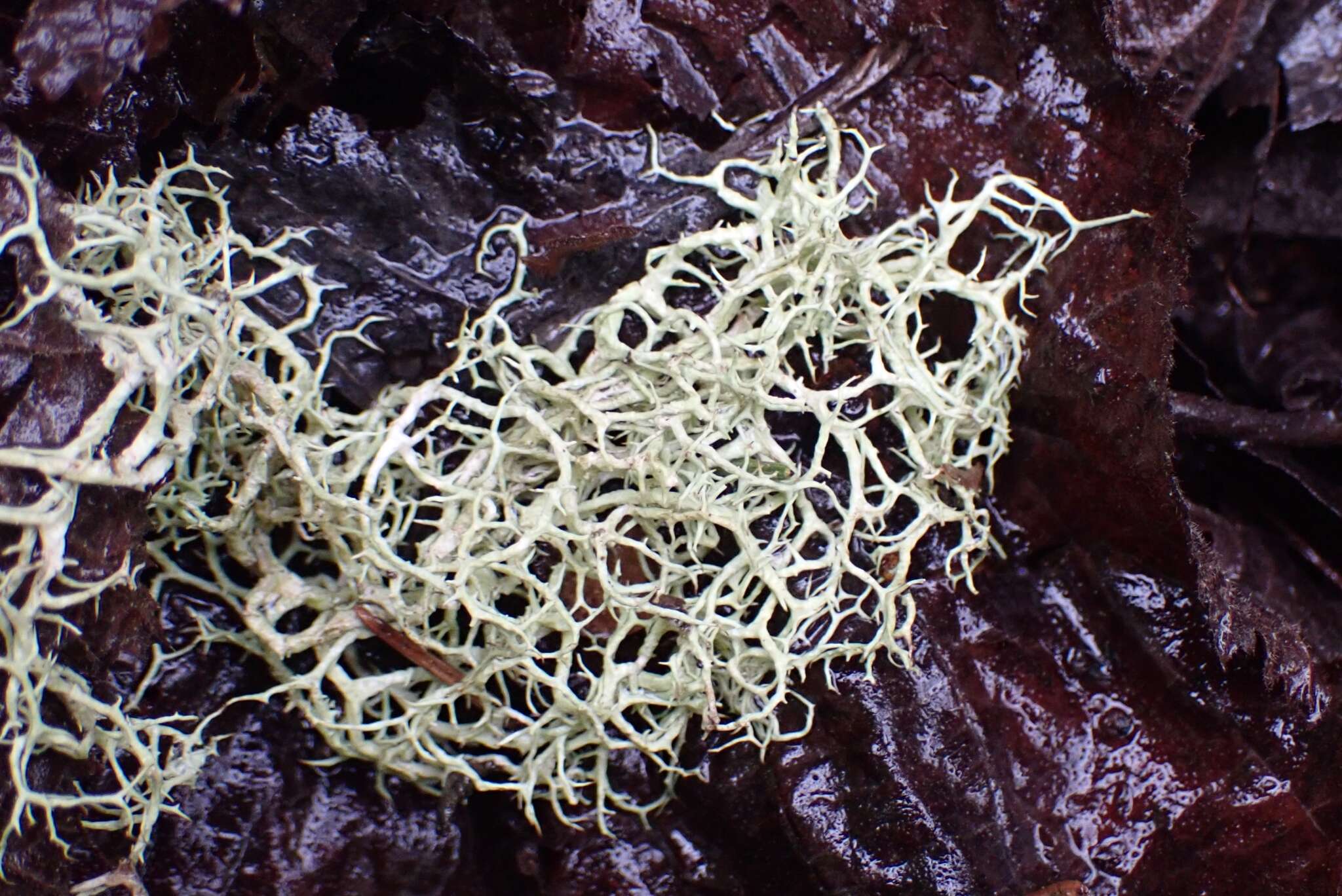 Image of Mountain oakmoss lichen