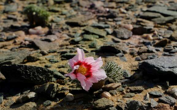 Image of Monsonia multifida E. Mey.