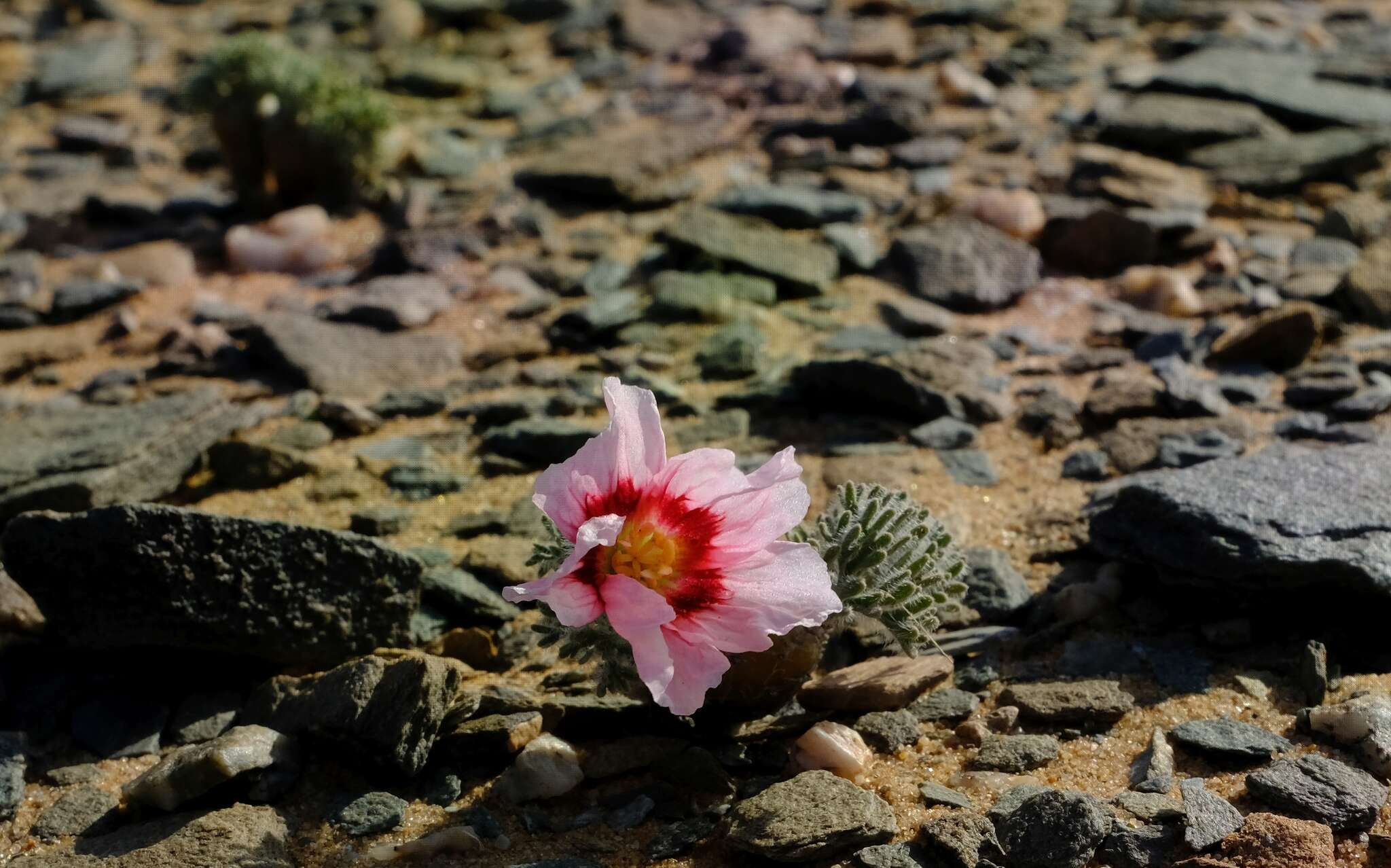 Image of Monsonia multifida E. Mey.