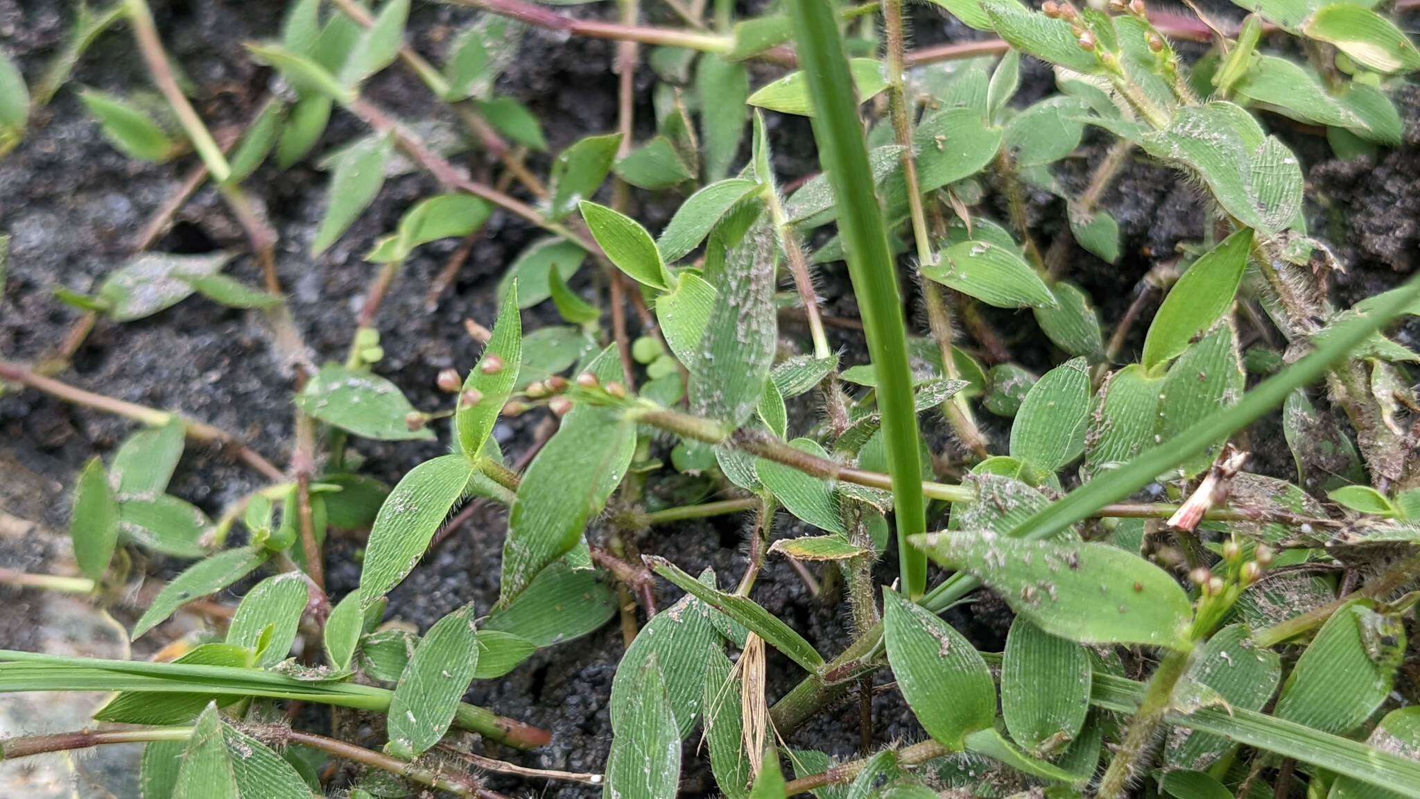 Image of Isachne myosotis Nees