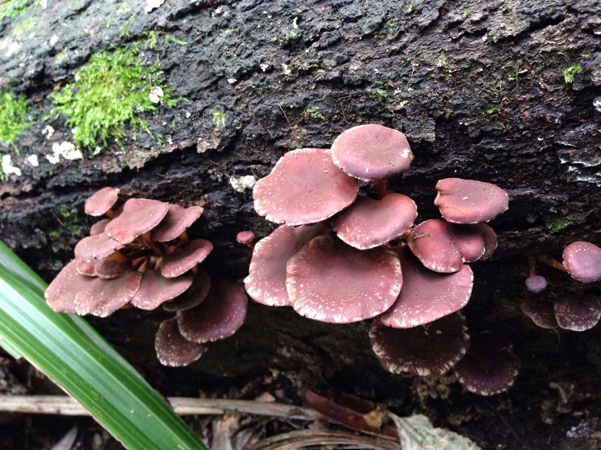 Image of Hypholoma brunneum (Massee) D. A. Reid 1956