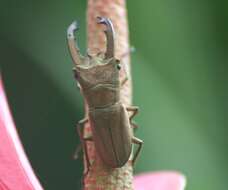 Image of Cyclommatus lunifer Boileau 1905