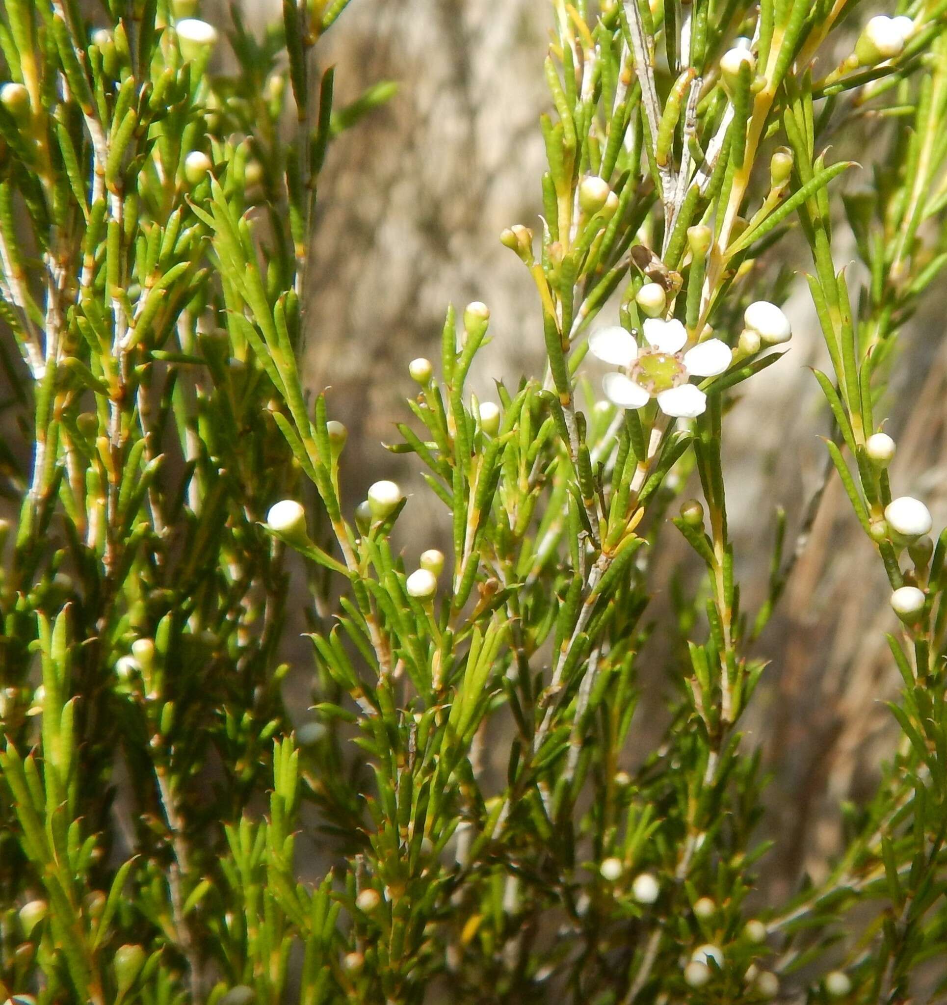 Image of Hysterobaeckea behrii (Schltdl.) Rye