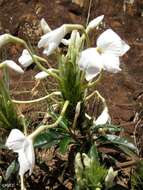 Image of Crossandra nobilis Benoist