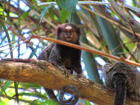 Image of Black-pencilled Marmoset