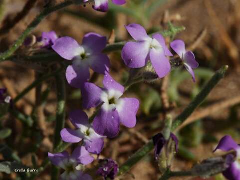 Image of Matthiola tricuspidata (L.) W. T. Aiton