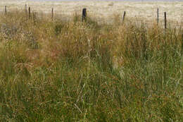 Image of Australian wallaby grass