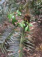 Image of Cycas megacarpa K. D. Hill