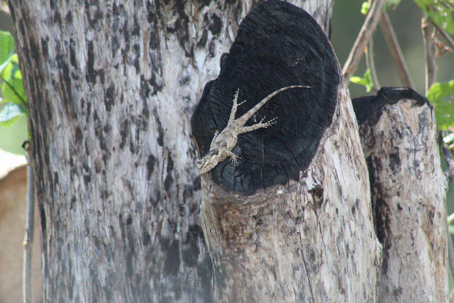 Image of Black-nosed Lizard