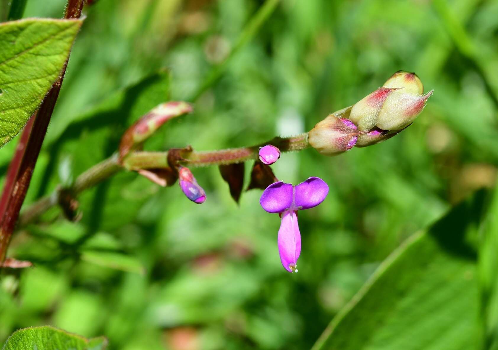 Plancia ëd Desmodium pringlei S. Watson