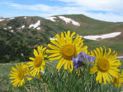 Image of graylocks four-nerve daisy