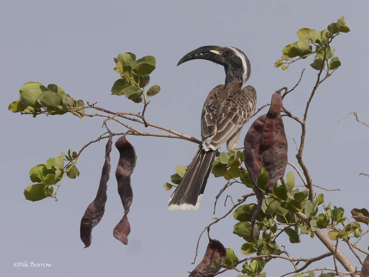 Image of Lophoceros nasutus nasutus (Linnaeus 1766)