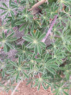 صورة Lupinus arboreus var. eximius (Burtt Davy) C. P. Sm.