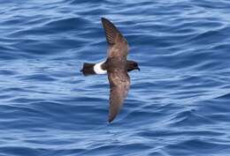 Image of New Zealand Storm Petrel