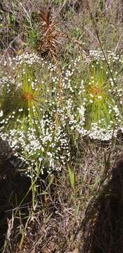 Imagem de Paepalanthus chiquitensis Herzog