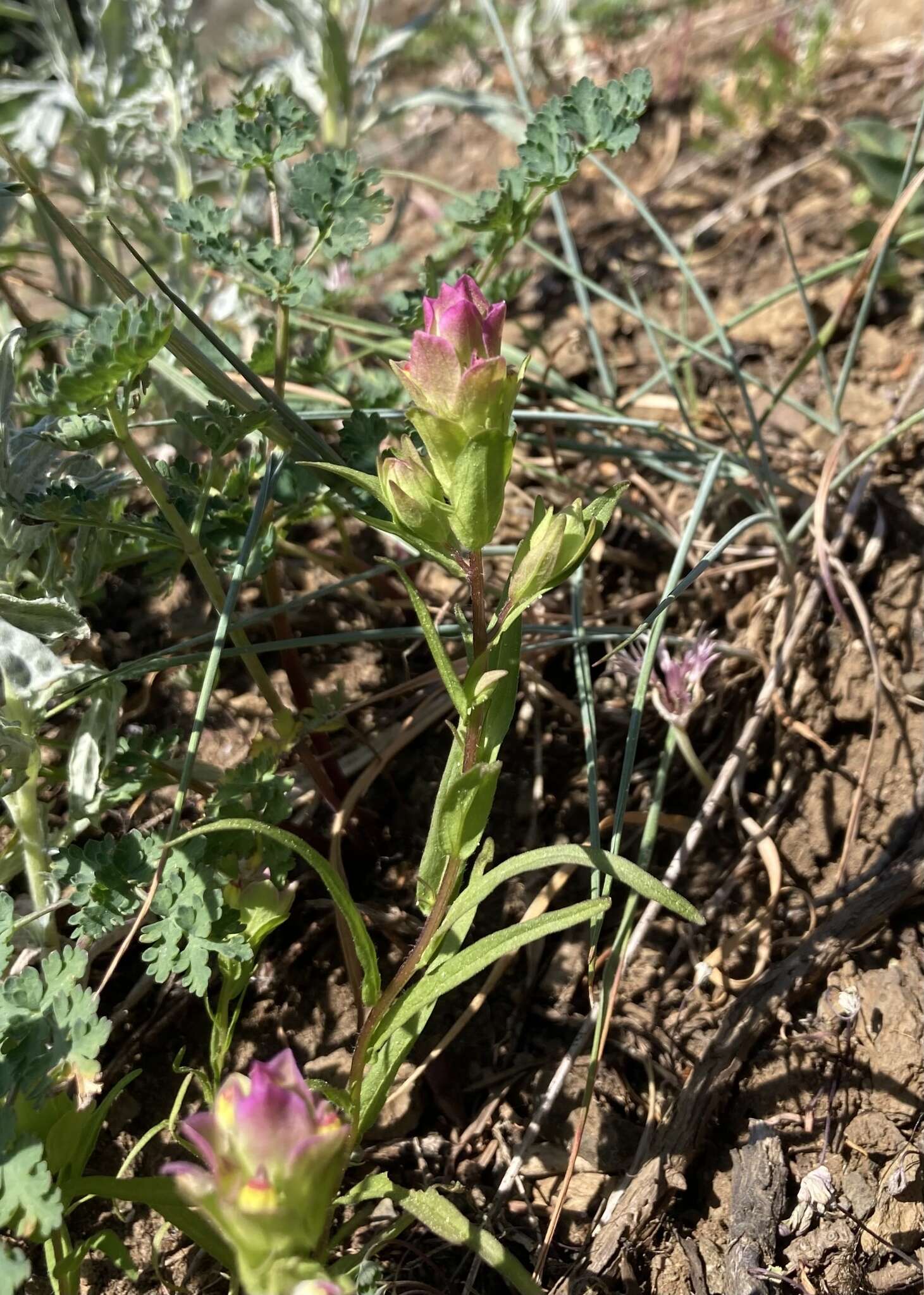 Image of mountain owl's-clover