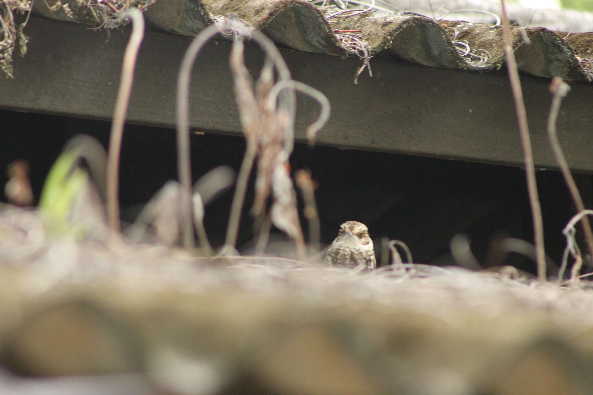 Image of White-tailed Nightjar