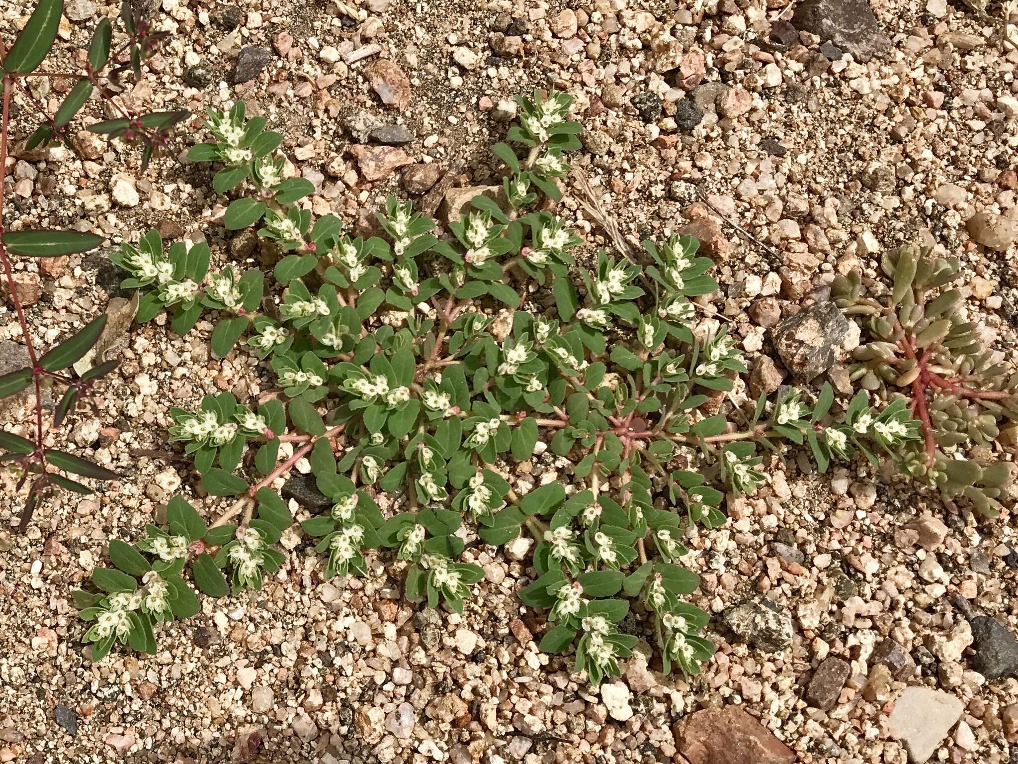 Image of Euphorbia indivisa (Engelm.) Tidestr.