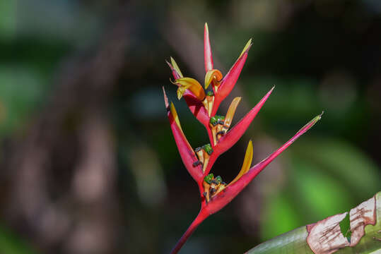 Image of Heliconia osaensis Cufod.