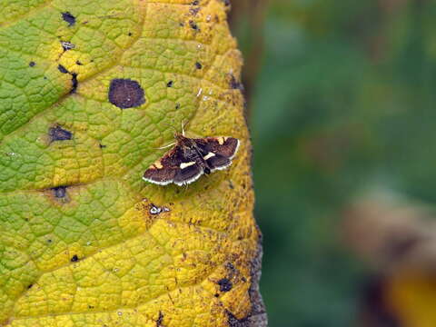 Image of Pyrausta obfuscata Scopoli