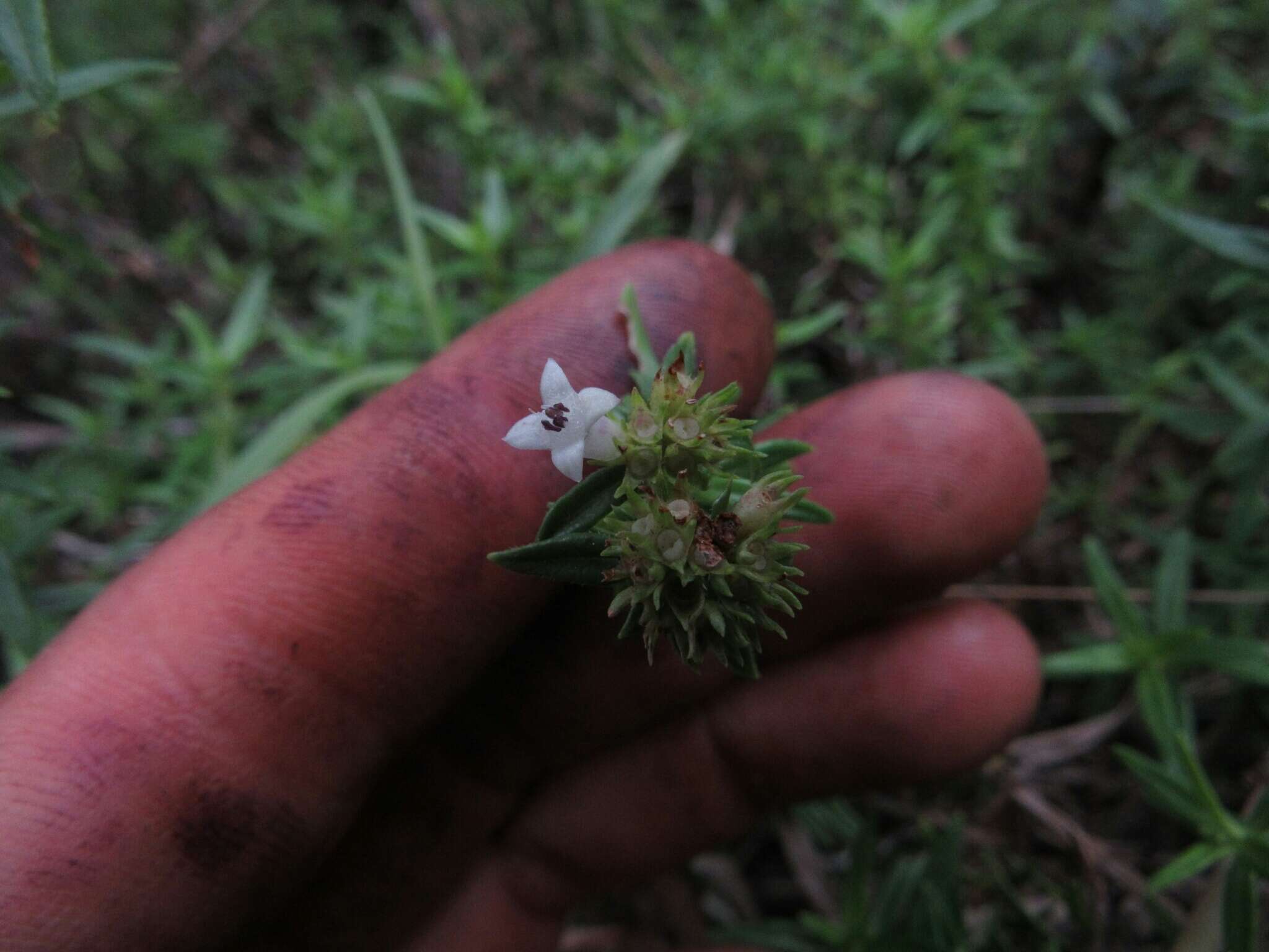 Image de Galianthe bogotensis (Willd.) E. L. Cabral & Bacigalupo