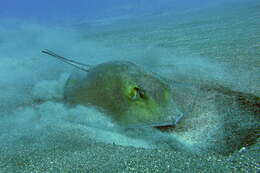 Image of Tortonese's stingray