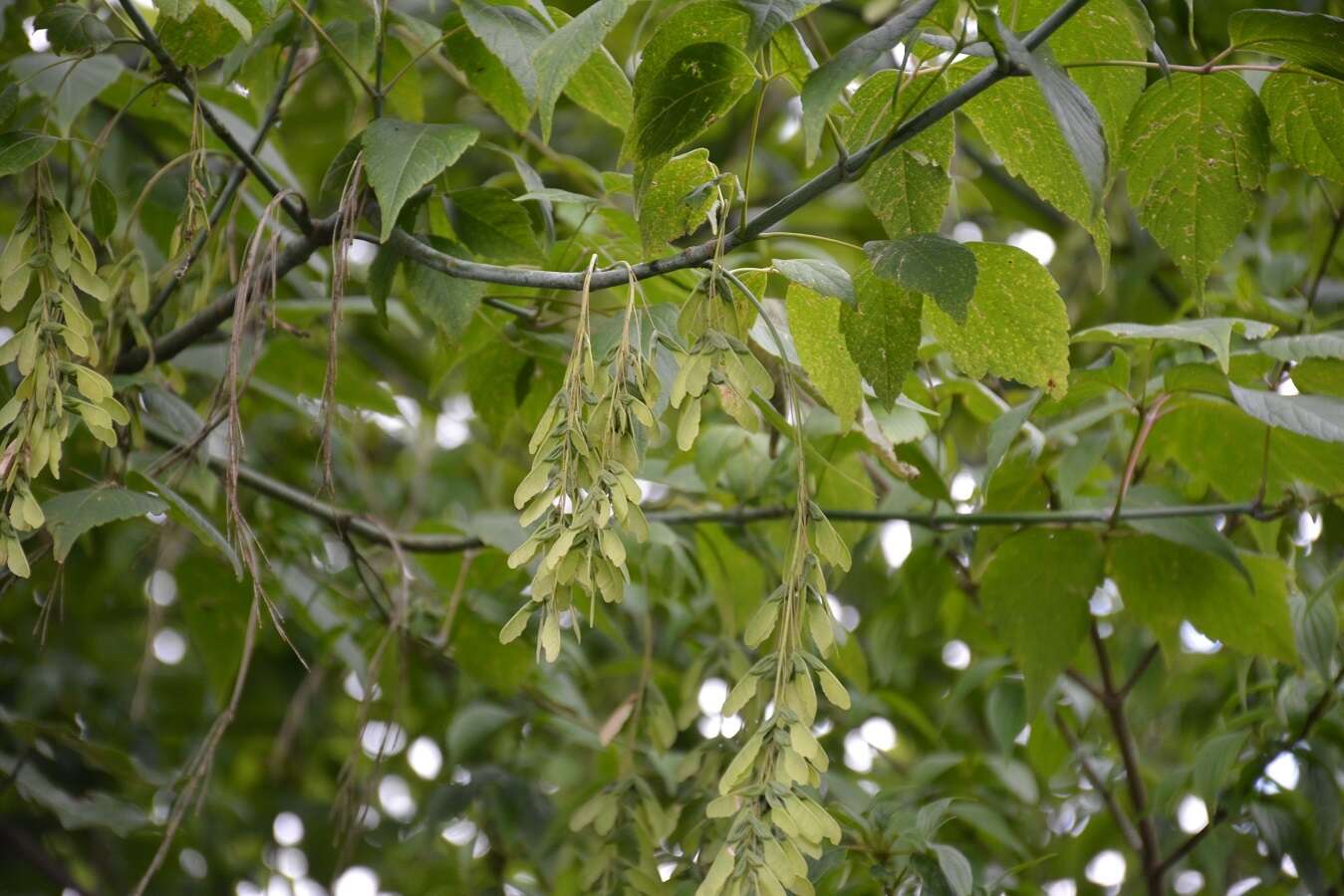 Image de Acer negundo var. mexicanum (DC.) Kuntze