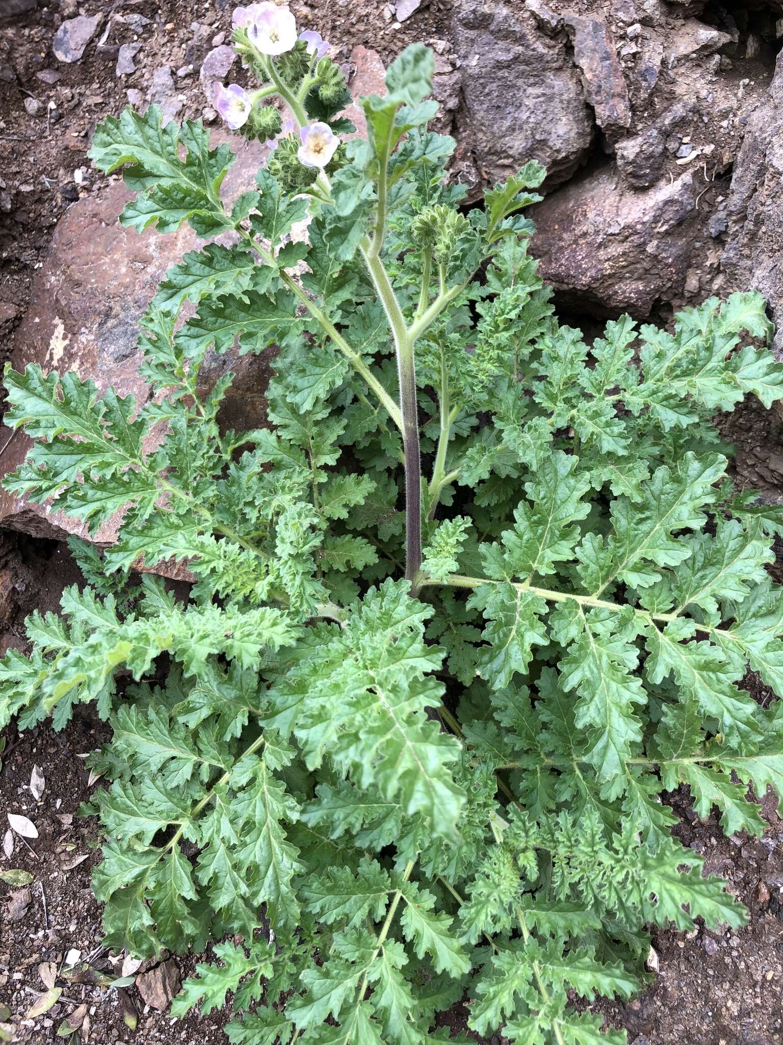 Image of Costa Baja phacelia