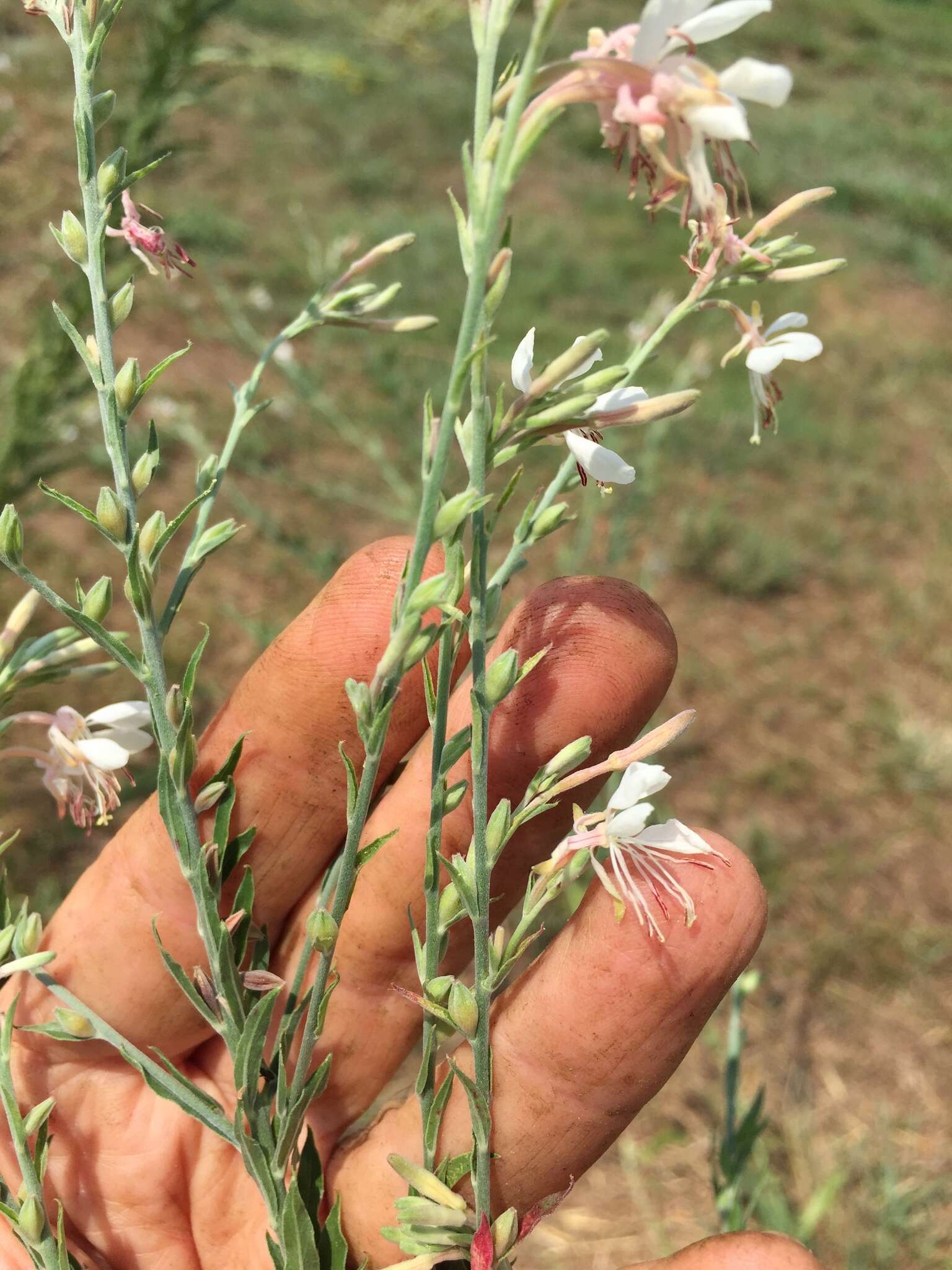 Image of longflower beeblossom