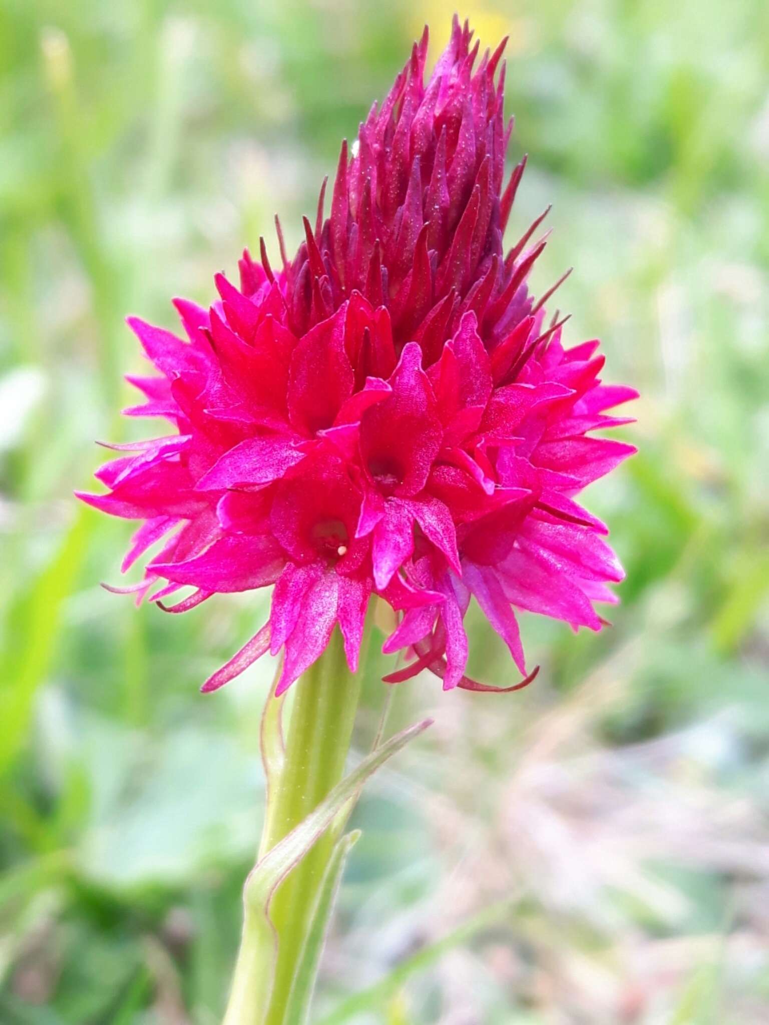 Слика од Gymnadenia corneliana (Beauverd) Teppner & E. Klein