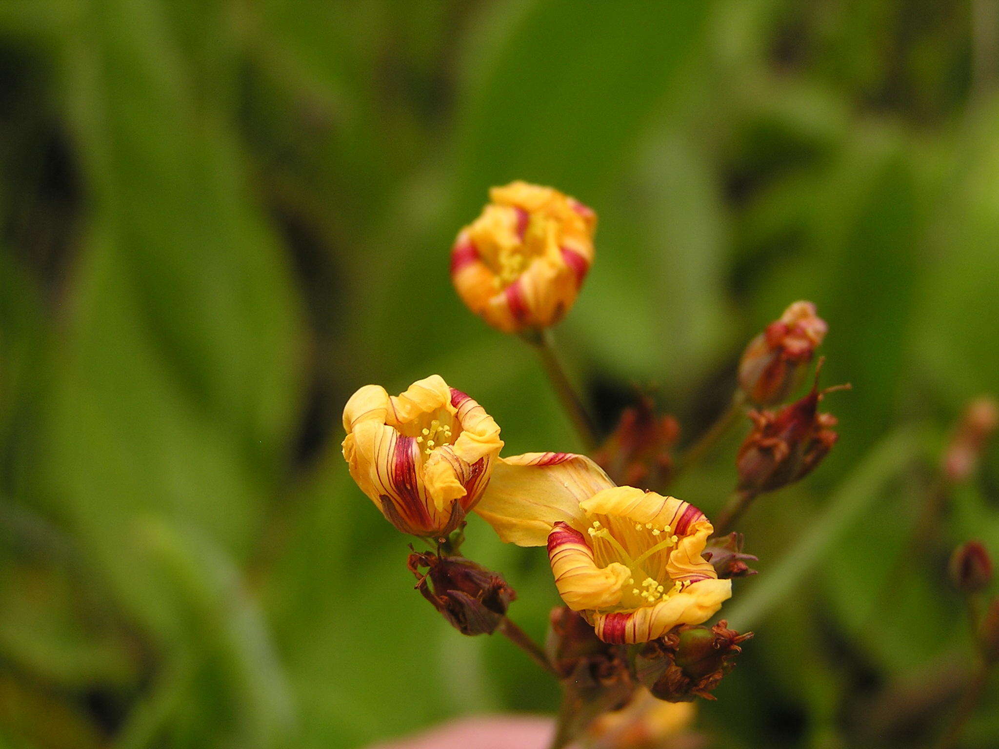 Image of Hypericum lalandii Choisy