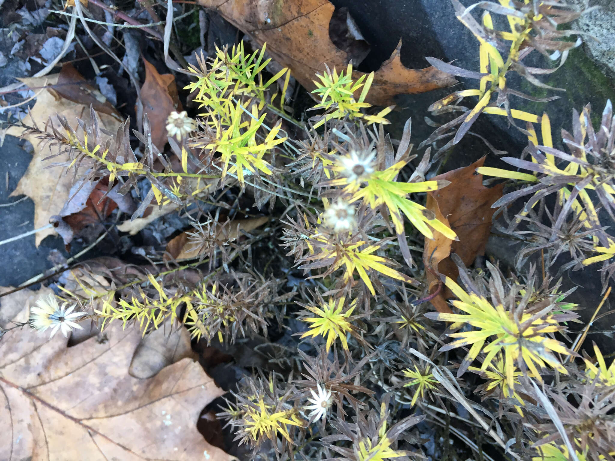 Imagem de Ionactis linariifolia (L.) Greene