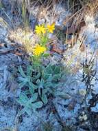 Image of Chrysopsis floridana var. highlandsensis (De Laney & Wunderlin) D. B. Ward