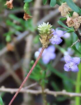 Image of yellow joyweed