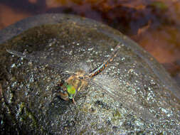 Image of Sentry Dragonfly