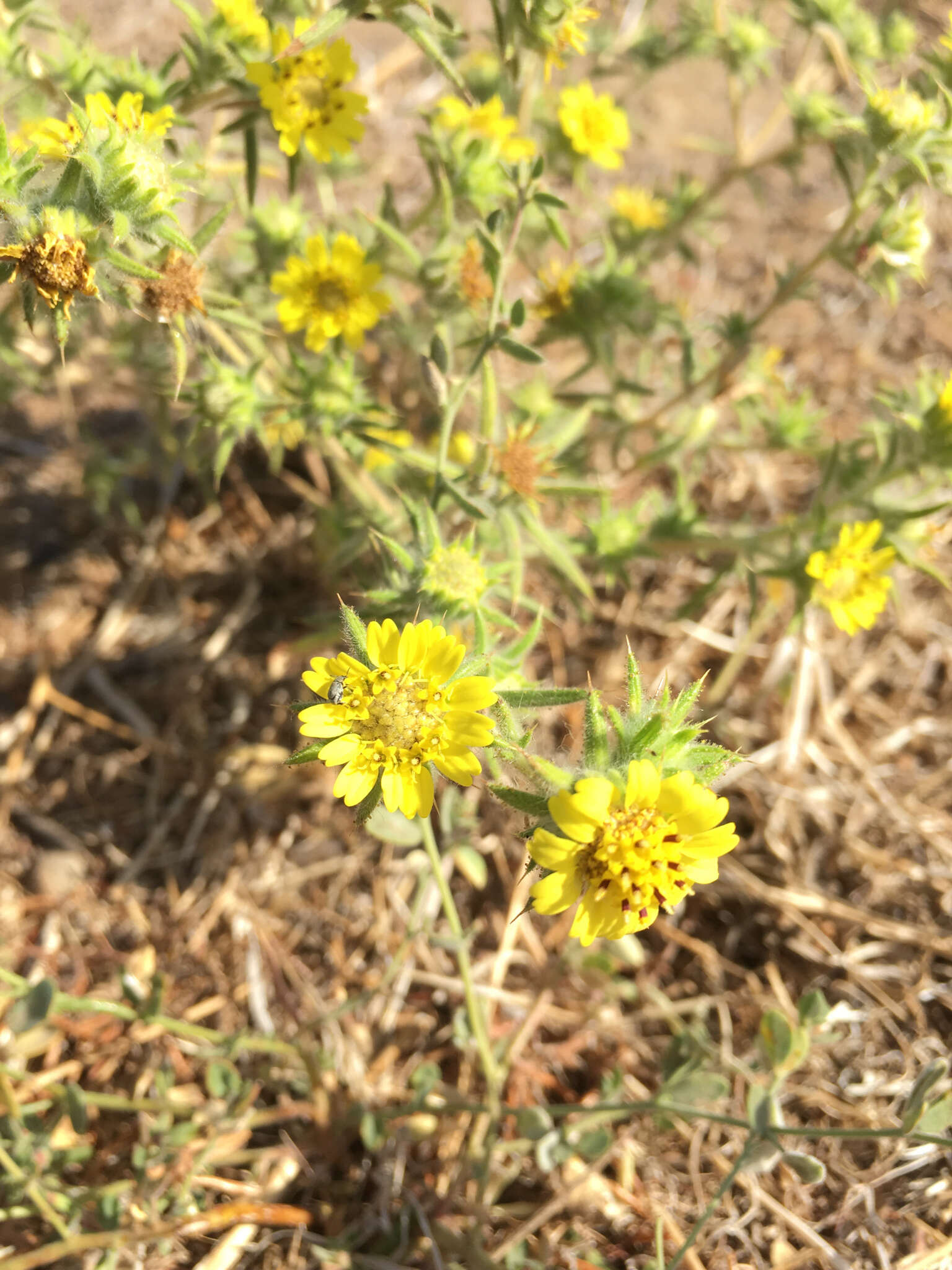 Image of Fitches Spikeweed