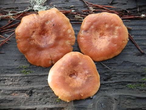 Image of Rufous Milkcap