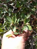 Image of Huckleberry Oak