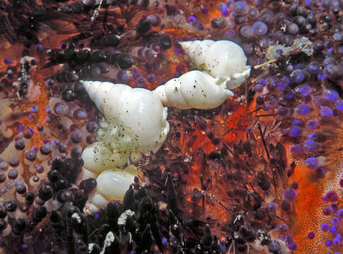 Image of fire urchin snail